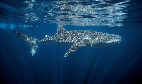  Hiu paus berenang di perairan Ningaloo Reef di Australia Barat.