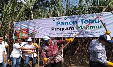   Holding Pangan ID FOOD bersama Pupuk Indonesia melalui PT Petrokimia Gresik dan PT PG Rajawali I  serta Pemerintah Kabupaten (Pemkab) Malang dan sejumlah stakeholder melakukan kegiatan seremonial tanam dan panen tebu di lahan percontohan di Kecamatan Gondanglegi, Kabupaten Malang, Jawa Timur (Jatim), Kamis (28/7/2022).