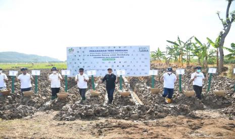 Holding Perkebunan Nusantara PTPN III (Persero) terus mengoptimalkan luasan pengelolaan lahan perkebunan tebu demi mewujudkan swasembada gula konsumsi tahun 2025.