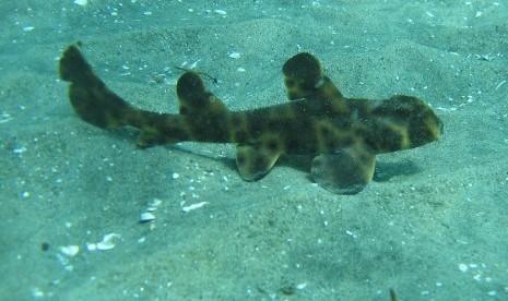 Horn shark, salah satu kekayaan laut yang dimiliki laut Lembata di Flores Timur, NTT.