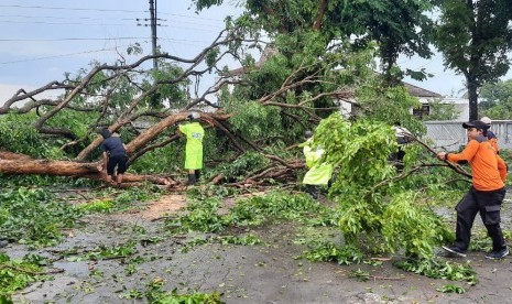 Hujan disertai angin kencang menimbulkan pohon tumbang 