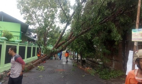 Hujan disertai angin kencang menimbulkan pohon tumbang.