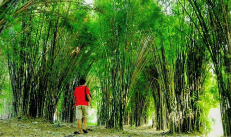 Hutan Bambu Keputih Sukolilo.