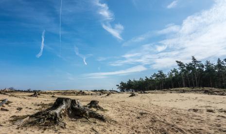 Lebih dari 74 juta hektar hutan hujan Indonesia mengalami deforestasi.