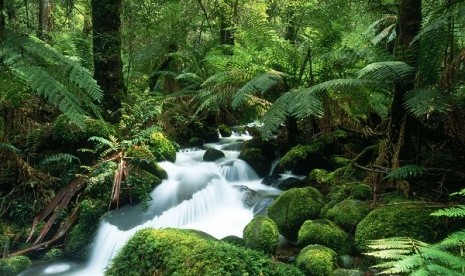 Hutan Hujan Amazon Amerika