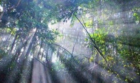 Hutan hujan tropis di Kutai Barat, Kalimantan Timur.