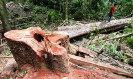 Hutan Indonesia kian terdagradasi akibat penebangan liar.