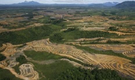 Hutan Kalimantan yang telah gundul karena penebangan liar.