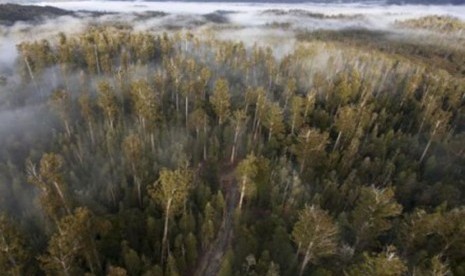 Hutan lindung Tasmania