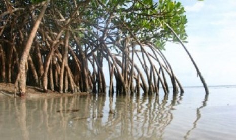 Hutan Mangrove