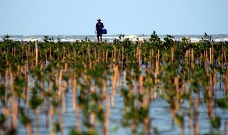 Hutan Mangrove (ilustrasi). Rehabilitasi Mangrove adalah upaya pelestarian lingkungan 