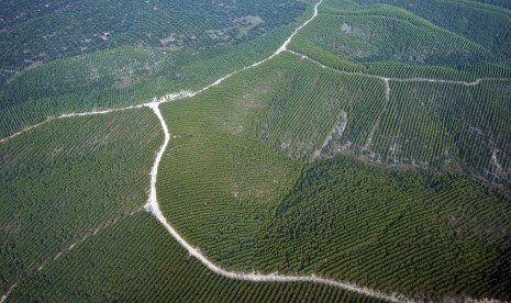 Hutan tanaman industri bahan baku pulp dan kertas terlihat dari udara di Provinsi Riau