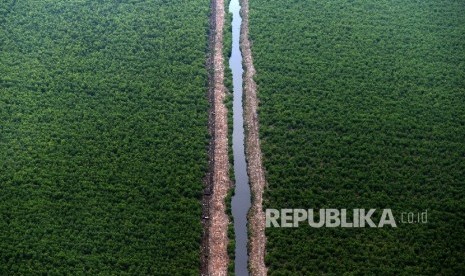 Hutan Tanaman Industri di Riau, Selasa (25/10).