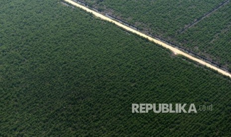 Hutan Tanaman Industri di Riau, Selasa (25/10).