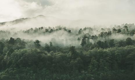 Hutan (ilustrasi)