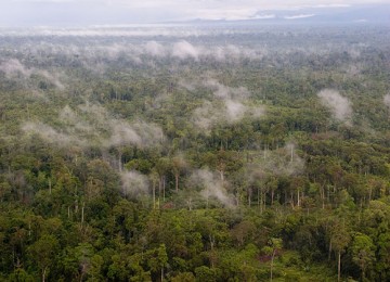 Hutan di Akimuga, Mimika, Papua