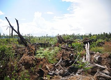 Hutan kritis, ilustrasi