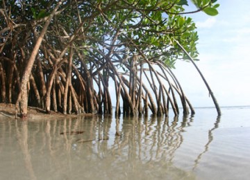 Hutan Mangrove