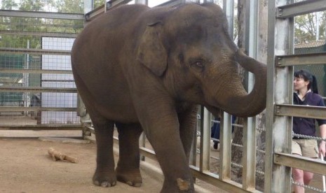 Ibu gajah, Num Oi (terlihat di foto) dan si bayi gajah, selama ini, saling mendekatkan diri lewat pagar.