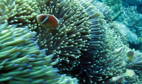  Ikan badut bermain di terumbu karang. Snorkeling di Pulau Abang di Batam, wisatawan bisa berjumpa dengan ikan badut.