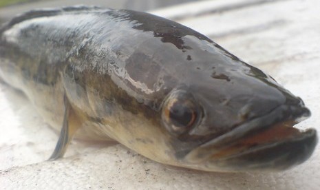 Ikan Bujuk