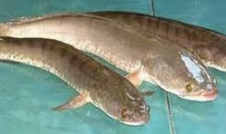 Ikan Gabus