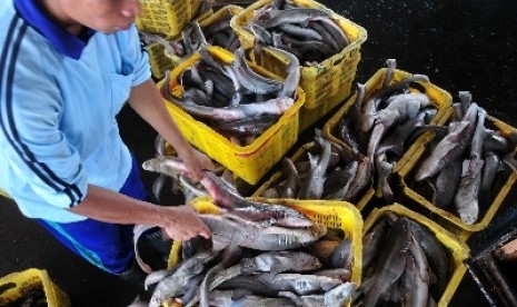 Ikan hiu dijajarkan di tempat pelelangan ikan.