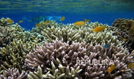 Ikan-ikan di dalam laut Papua.