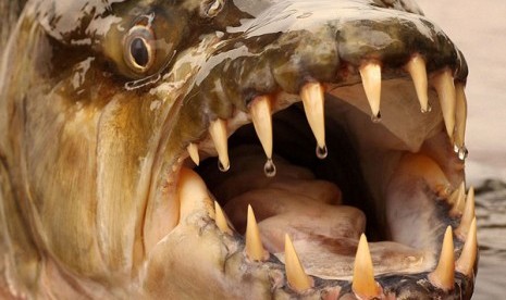 Ikan jenis goliath tiger fish ini ditemukan di Sungai Kongo