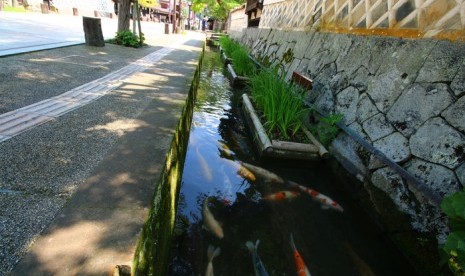 Ikan koi di kanal kecil yang terdapat di kota Tsuwano, Jepang.