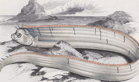 Ikan laut dalam atau oarfish sering dikaitkan dengan bencana alam gempa.