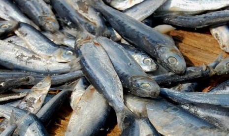 Ikan Lemuru juga biasa digunakan untuk Sarden.