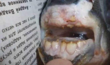 Ikan misterius bergigi seperti manusia