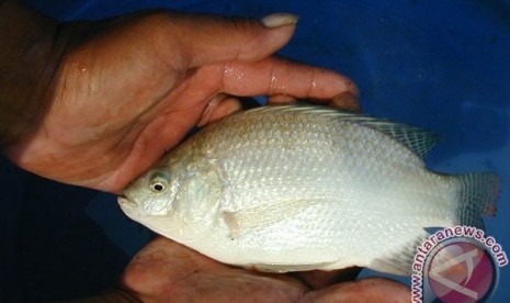 Ikan Nila