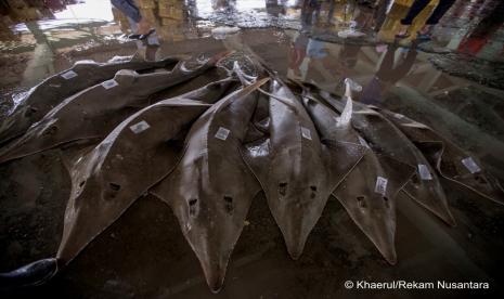 Ikan Pari Kekeh dan Pari Kikir mulai terancam punah.