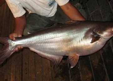 ikan patin