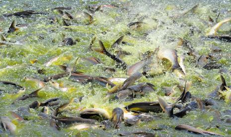 Ditjen PHU Jajaki Kerjasama Ekspor Ikan Patin untuk Haji. Foto: Ikan patin budi daya berebut makan di Balai Perikanan Budidaya Air Tawar (BPBAT) Sungaigelam, Muarojambi, Jambi, Jumat (23/4/2021). BPBAT Sungaigelam yang merupakan Koordinator Pusat Pengembangan Ikan Patin Nasional (PUSTINA) berhasil mengembangkan patin varietas baru yang diberi nama Patin PUSTINA dengan beberapa keunggulan di antaranya dari segi daya tahan dan masa pertumbuhan.