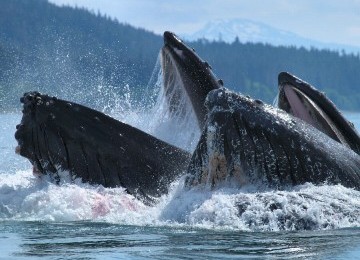 Ikan paus humpback