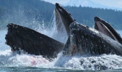 Ikan paus humpback (Ilustrasi)