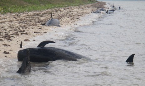 Ikan Paus yang terdampar di dekat pantai Taman Nasional Everglades, Florida.