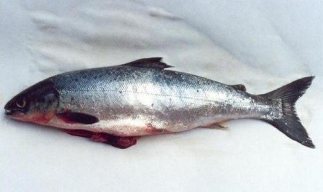 Ikan salmon (ilustrasi).