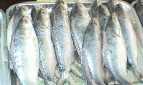 Ikan Terubuk