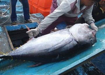 Ikan tuna, salah satu andalan ekspor hasil laut Indonesia.