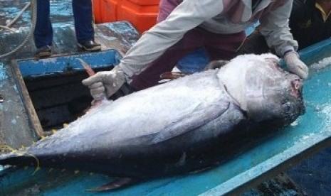 Ikan tuna, salah satu andalan ekspor hasil laut Indonesia.