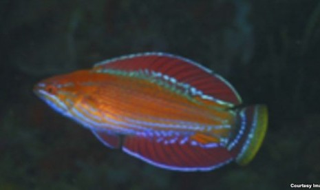 Ikan Wrasse, salah satu spesies baru ikan karang