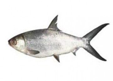 Ikan Bandeng