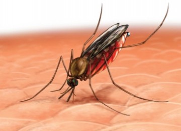 (Illustrasi) Nyamuk Anophles, penular Malaria