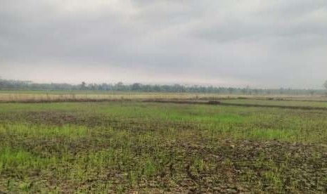 Ilsutrasi sawah di musim kemarau