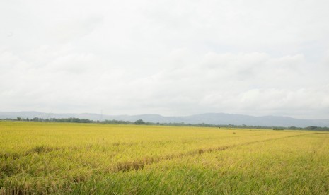 Luas Lahan Sawah di Sleman Terus Turun. Foto: Ilustrasi area sawah menjelang panen