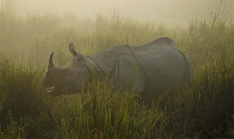 Ilustrasi - Badak bercula satu di Taman Nasional Kazirangadi negara bagian Assam, India.